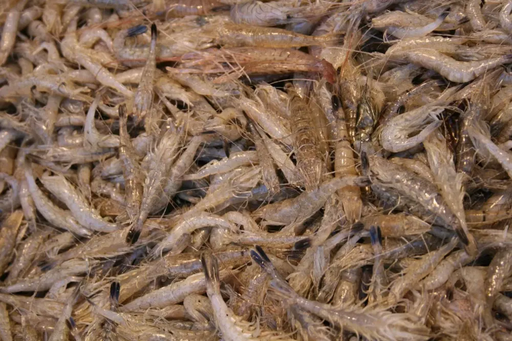 Crevettes grises près de Nuits-Saint-Georges