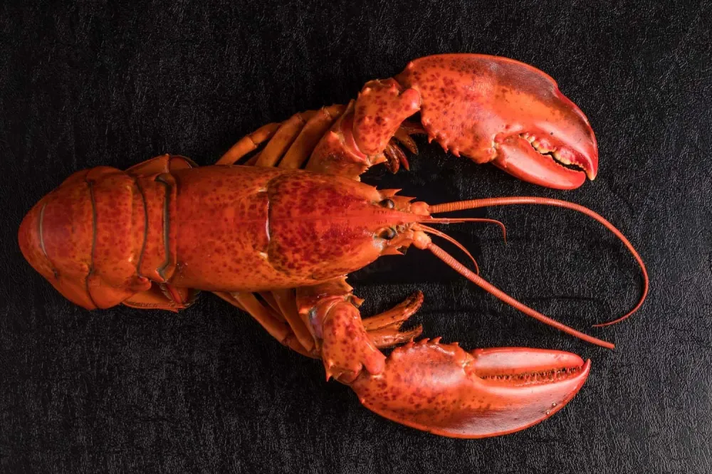 Homard