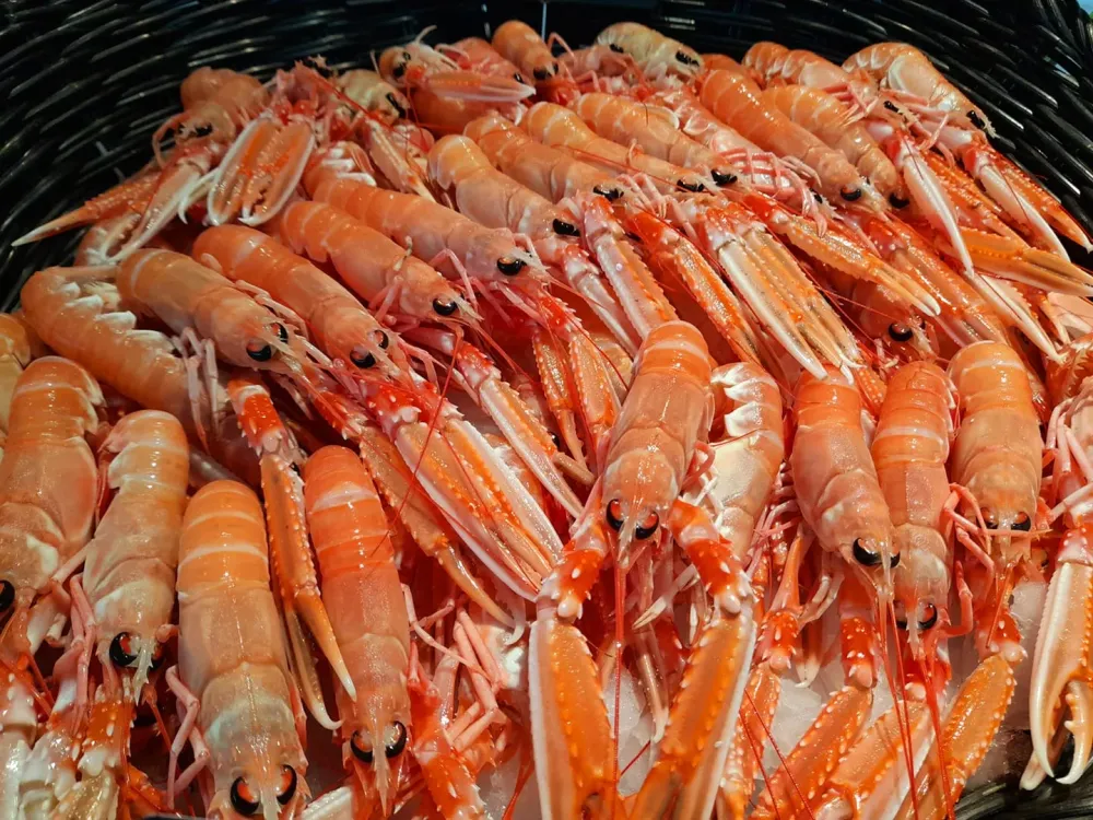 La côte sauvage - poissonnerie (8)webp