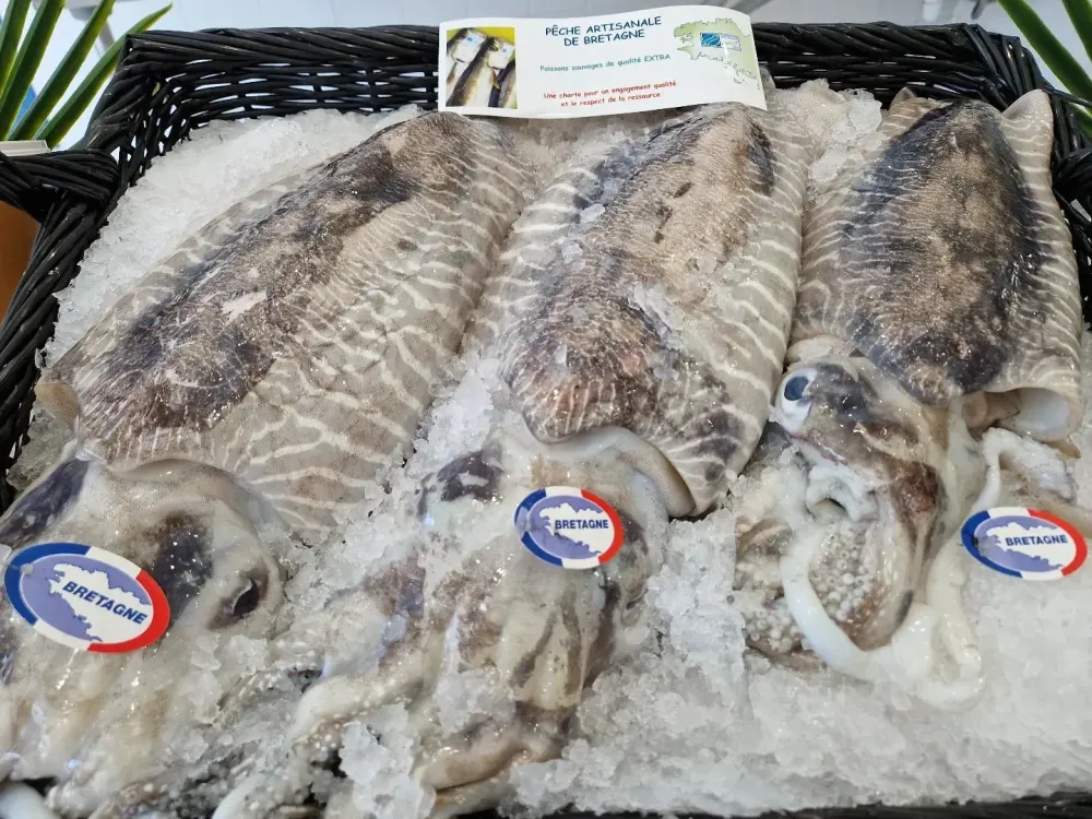 La côte sauvage - poissonnerie (13)webp